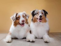 雄性和雌性澳大利亚牧羊犬有什么区别?