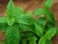 狗狗可以吃薄荷吗?有什么好处和坏处