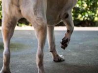 狗狗关节炎的早期症状有哪些表现?