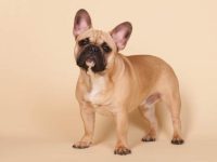 什么是小鹿法国斗牛犬?(法国斗牛犬的起源和历史)