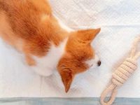 如何训练狗狗上厕所?训练小狗如厕需要多长时间?