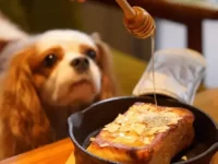 狗狗可以吃蜂蜜吗?有什么好处?