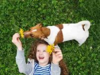 狗狗吃了雏菊会怎么样?雏菊对狗有毒吗?