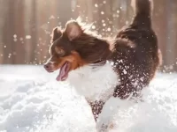 耐寒狗狗品种有哪些?狗狗的耐寒程度排名