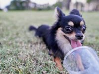 饲养小鹿法国斗牛犬的优点和缺点有哪些?