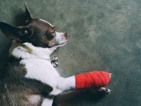 狗狗为什么咬指甲?狗狗啃指甲的8个常见原因