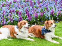 狗狗刚刚吃了风信子会怎么样,有毒吗?