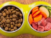 狗狗可以吃红薯吗?对狗狗有什么好处