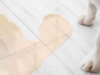 狗狗尿失禁是什么原因?如何诊断和治疗?