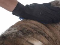 英国斗牛犬掉毛严重吗?斗牛犬掉毛是什么原因