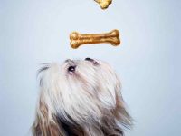 西施犬可以吃骨头吗?(西施犬喂骨头的指南)