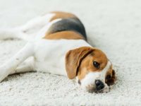 比格犬会腹胀吗?腹胀的不同阶段有哪些