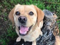 卡瓦多犬要多少钱一只?有什么优点和缺点