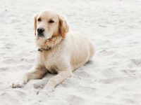 金毛猎犬适合温暖的气候吗?最适合的温度是多少度?