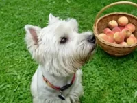 狗狗可以吃桃子吗?狗狗吃桃子有什么好处