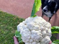 狗狗可以吃花椰菜吗?吃了有什么好处