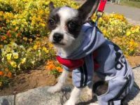 波士顿梗犬和杰克罗素梗犬杂交要多少钱一只?