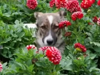 狗狗吃了大丽花的叶子怎么办,会中毒吗?