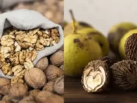 狗狗可以吃核桃吗?狗吃核桃的好处和坏处