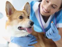 头孢泊肟对狗狗有什么作用?有哪些不良反应