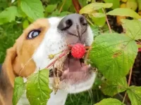 狗狗可以吃覆盆子吗?对狗狗有哪些好处