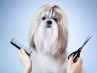 西施犬爱掉毛吗?(西施犬掉毛如何处理)