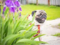 鸢尾花对狗狗有毒吗?鸢尾花中毒的症状是什么?