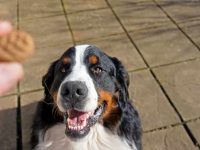 狗狗可以吃全麦饼干吗?吃多了好不好消化