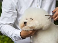 比熊犬掉毛严重吗?(日常养护比熊犬毛发的方法)