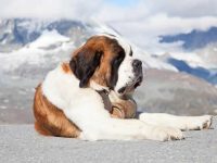 圣伯纳犬寿命一般多少年,常见的疾病有哪些?