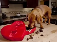 狗狗可以吃巧克力吗?多少巧克力对狗来说是有毒的?