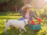 狗狗可以吃西红柿吗?狗狗吃番茄需要注意什么