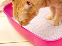 狗狗吃了猫屎怎么办,狗吃猫屎会生病吗?