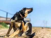 狗过敏有什么症状?在家处理狗狗过敏的自然疗法