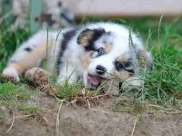 为什么狗狗会在粪便里打滚?阻止狗狗在粪便中打滚的4种方法