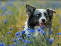 狗狗吃了矢车菊怎么办,矢车菊对狗有毒吗?