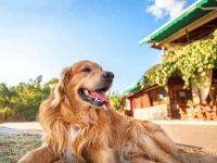 为什么金毛猎犬会像狼一样嚎叫?6个原因告诉你!