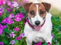 狗狗吃了矮牵牛花怎么办?牵牛花有毒吗?