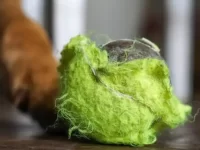 狗狗吃了一个网球怎么办,该如何处理?