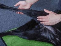 狗狗髌骨脱位的症状有哪些?什么原因导致狗髌骨脱位?