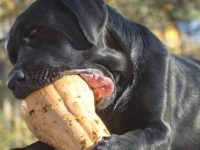 狗狗可以吃南瓜吗?每天可以吃多少