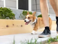 柯基犬每天需要多少运动量?锻炼柯基犬的10种方法