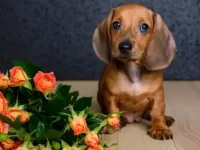 狗狗吃了一朵玫瑰花怎么办,玫瑰花瓣对狗有毒吗?