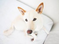 什么是奶油柴犬?与其他柴犬有何不同?