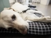 狗狗胃部不适消化不良怎么办?有哪些原因导致?