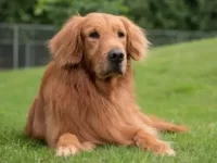 金毛寻回犬会掉毛吗?金毛猎犬掉毛的5种诱因