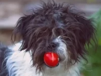 狗狗可以吃西红柿吗?西红柿对狗有益还是有害?