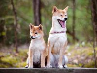 柴犬通常能活多久?4招延长它的寿命