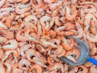 狗狗可以吃虾吗?有什么营养成分