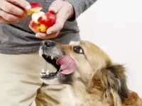 狗狗吃苹果核会怎么样?苹果核对狗有害吗?